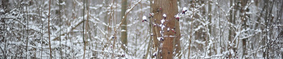 開発環境設定ブログ